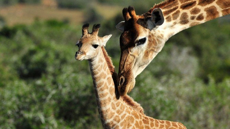 Shamwari Untamed S01