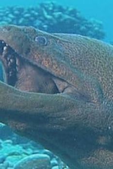 MonsterQuest: Serpentine Creatures S01