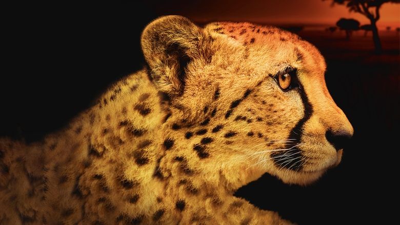 Africa's Deadliest S05