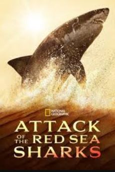 Attack of the Red Sea Sharks S01