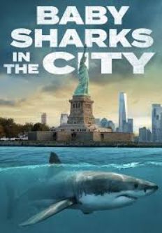 Baby Sharks in the City S01