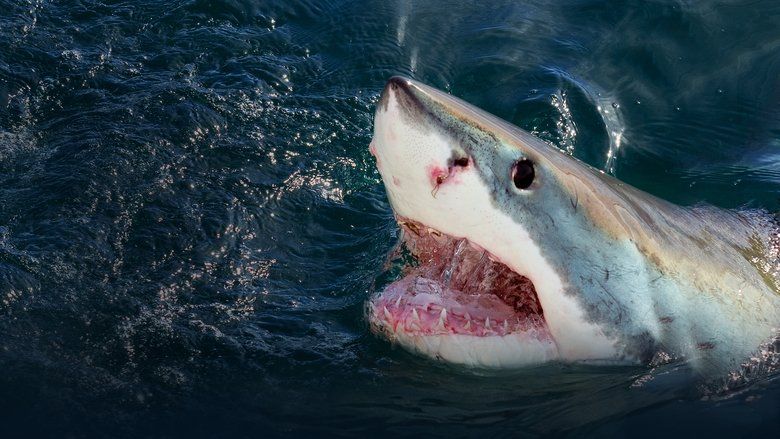 When Sharks Attack S08