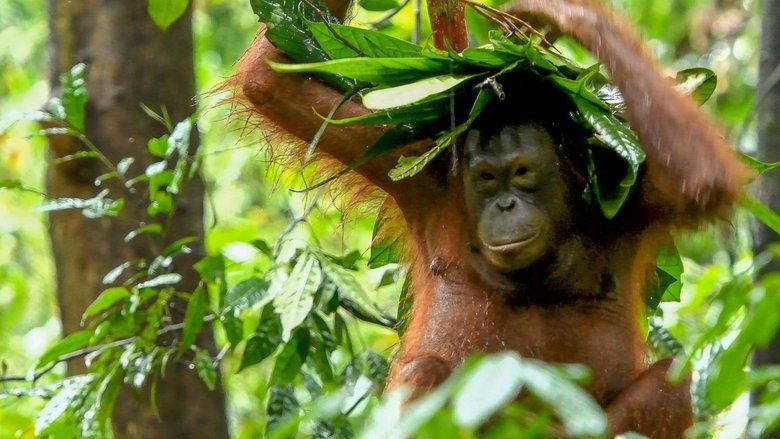 Inside the Enchanted Forests S01