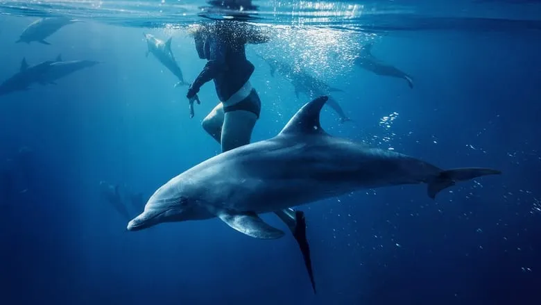 Saved from a Shark-eng