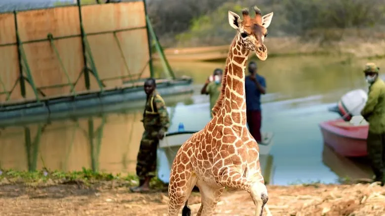 Saving Giraffes: The Long Journey Home-eng