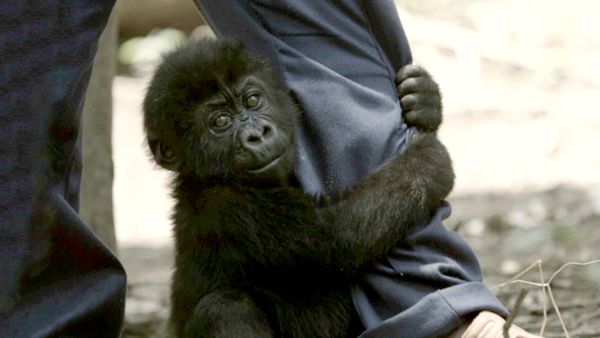Virunga: Gorillas in Peril 