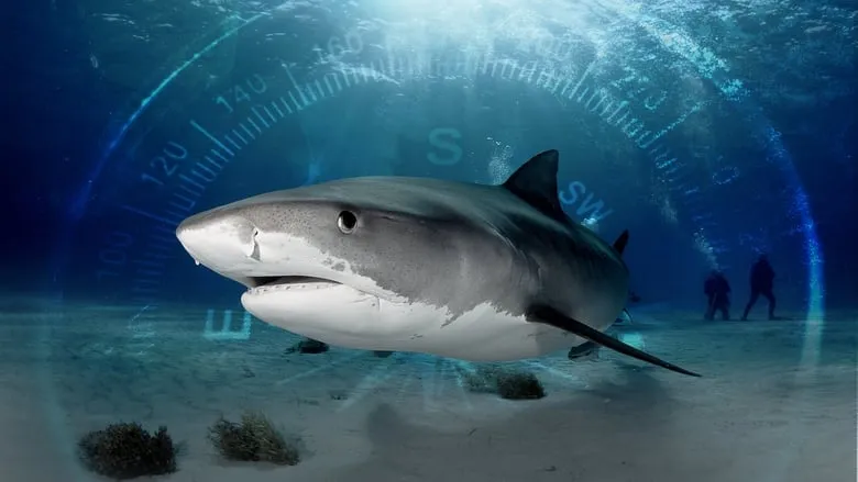 Sharks Of The Bermuda Triangle-eng