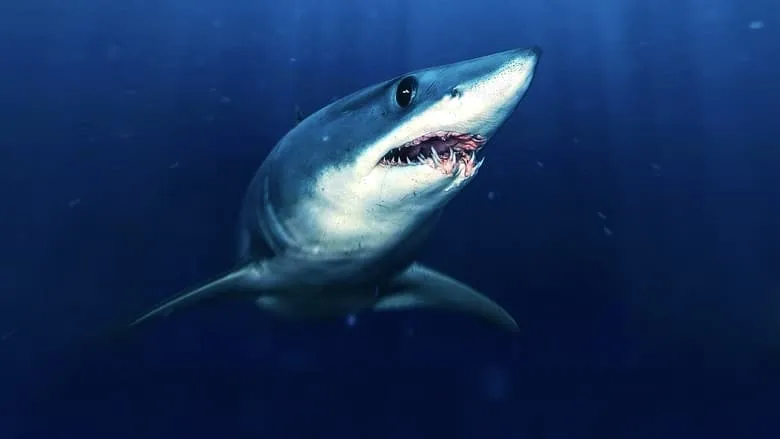 Sharks That Eat Everything-eng