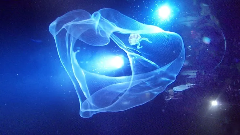 Aliens of the Deep-eng