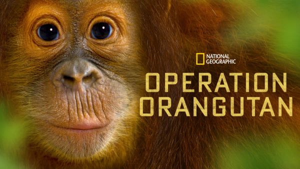 Operation Orangutan