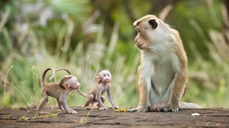 Monkey Kingdom-eng