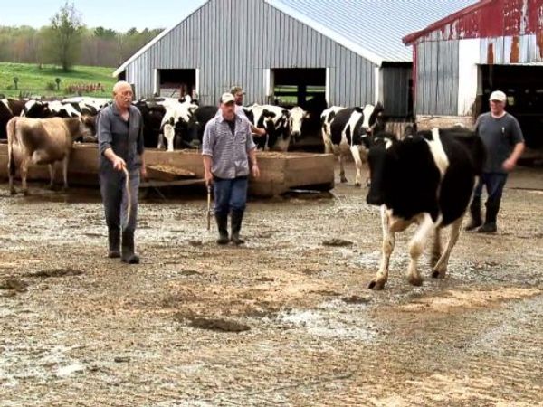 The Incredible Dr. Pol: Jingle Pols