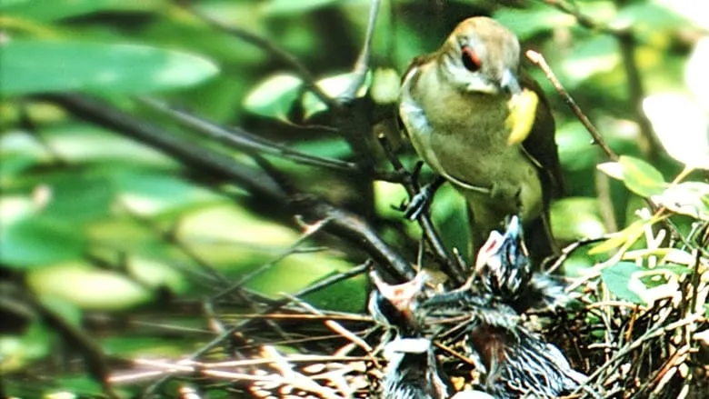 Nature's Half Acre-eng