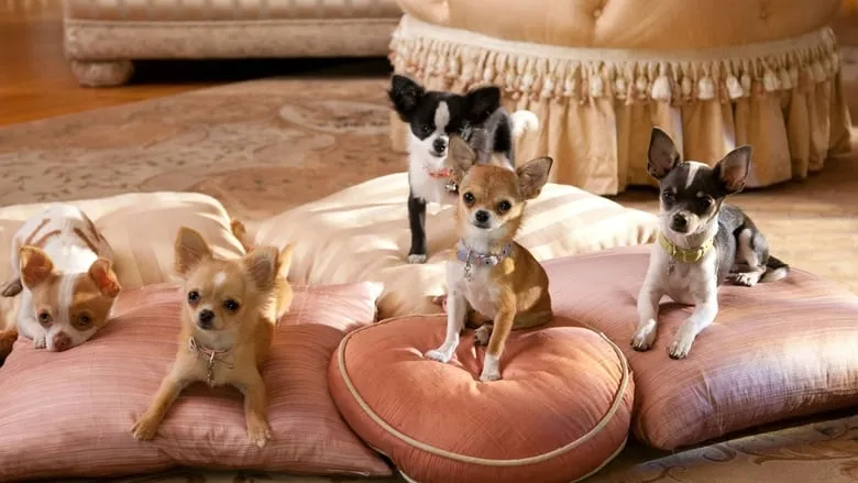 Beverly Hills Chihuahua 2-eng