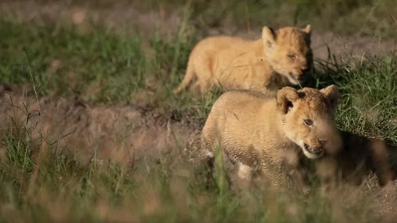 Born Wild: The Next Generation-eng