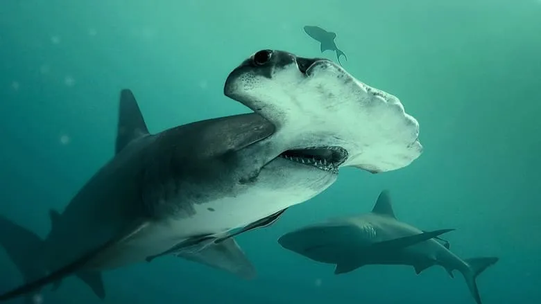 Bull Shark vs. Hammerhead -eng