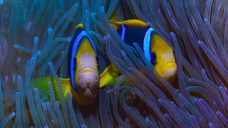 Protecting Paradise: The Story of Niue 