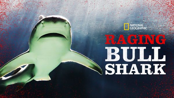 Raging Bullshark