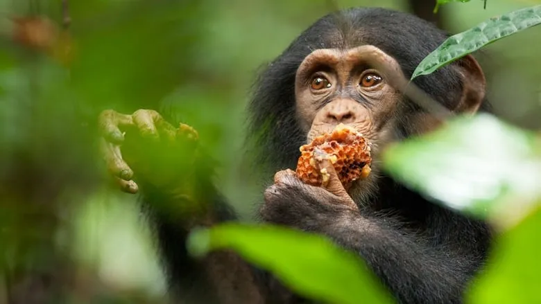 Chimpanzee-eng