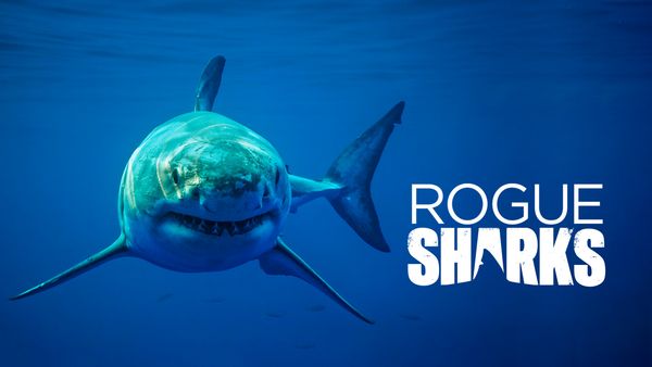 Rogue Shark?-eng