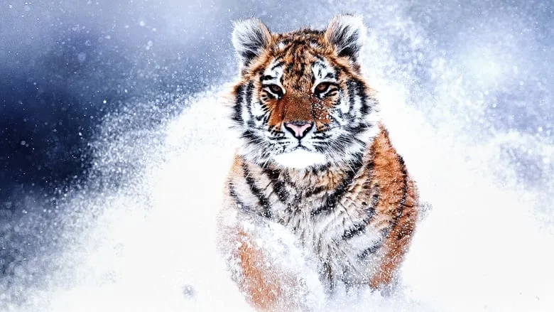 Russia's Wild Tiger-eng