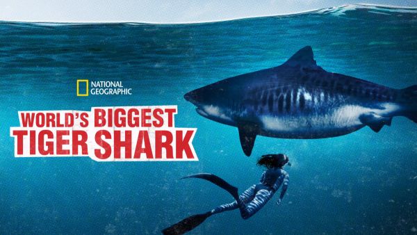 World’s Biggest Tiger Shark?