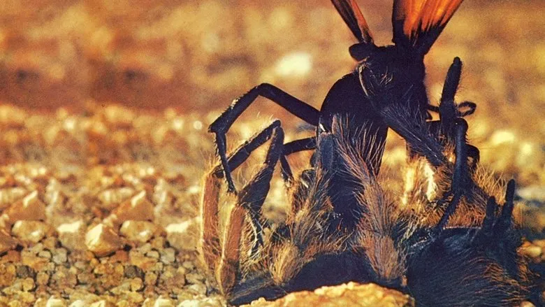 The Living Desert-eng