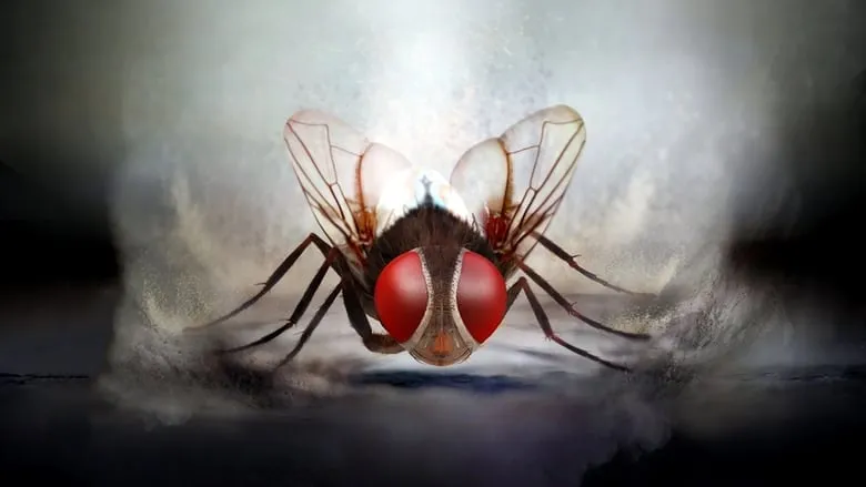 Eega (Kannada)
