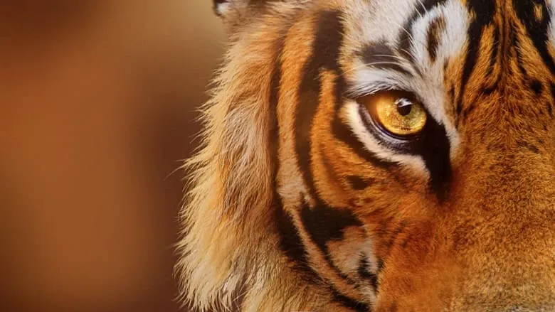 Tigers on the Rise-eng