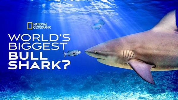 World's Biggest Bullshark-eng