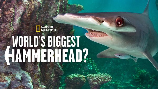 World's Biggest Hammerhead?-eng