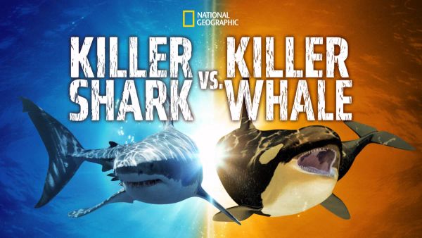 Killer Shark vs Killer Whale-eng